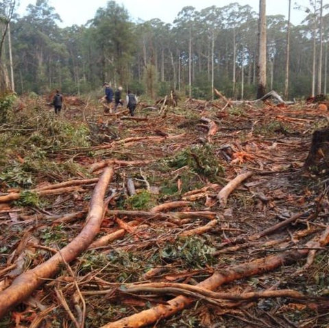 logging in a native forest