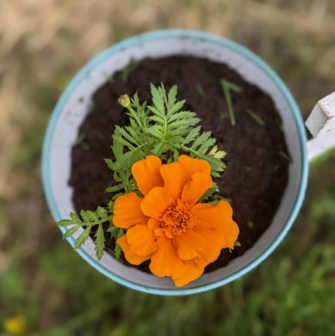 Marigold