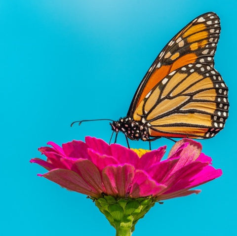 butterfly on pink flower