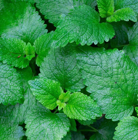 Mint plant