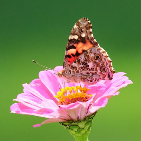 butterfly on pink flower