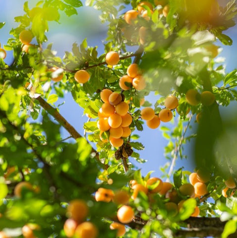 Peaches and blue sky