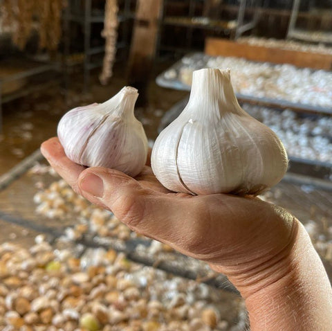 Size comparison of Elephant Garlic compared to Purple Stripe Garlic