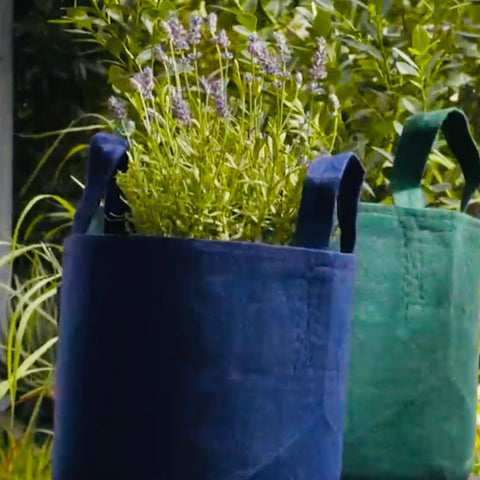 Blue root pouch with lavender plant