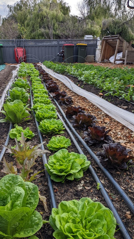 Urban farm lettuces