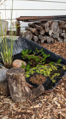 Urban farm pond