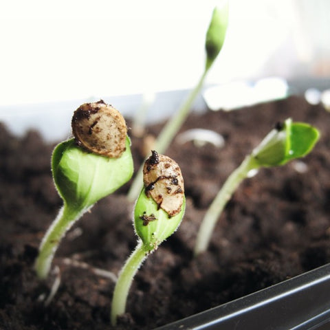 Pumpkin seedlings