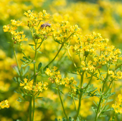 Rue yellow flowers