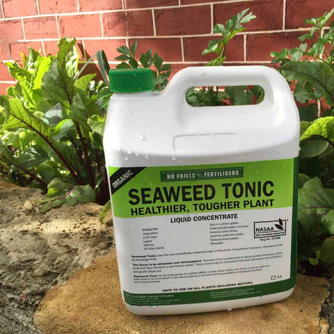 Seaweed tonic bottle on wall in garden