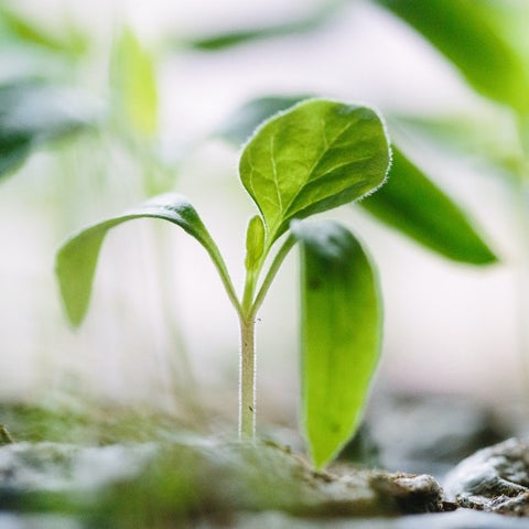 Seedling in pot