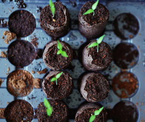 Seed pots