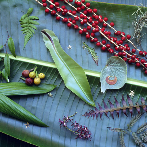 bush tucker berries and leaves