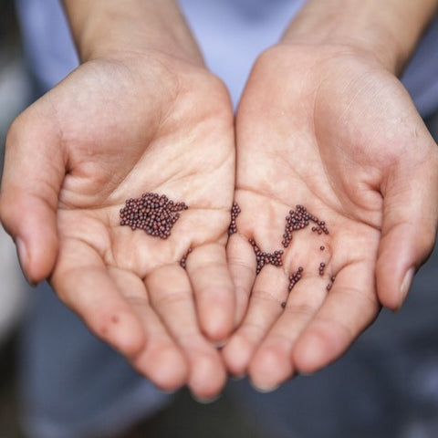 Seeds in palm of hands