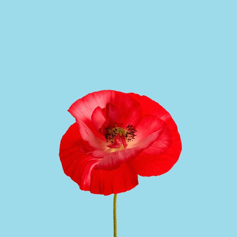 single red poppy on blue sky