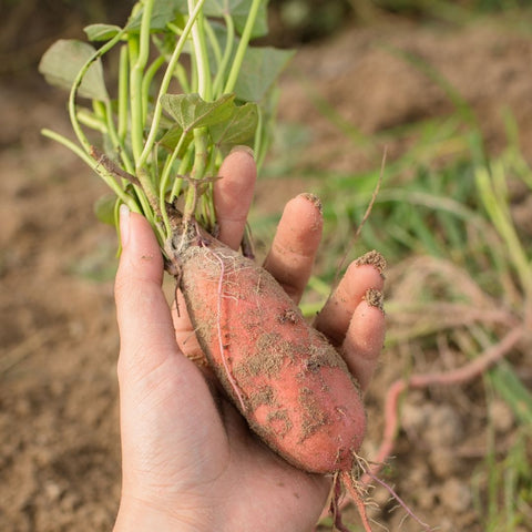 Sweet potato in hand with leaves