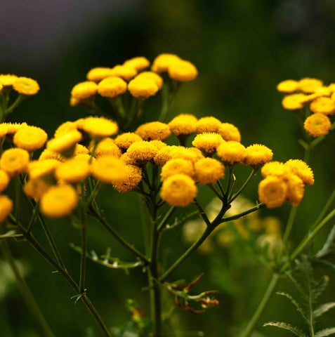 Tansy flower