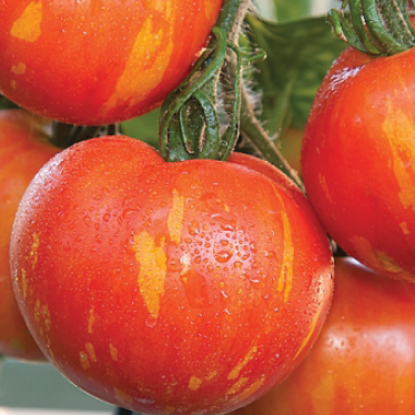 Tigrella tomatoes growing on vine ready for harvest