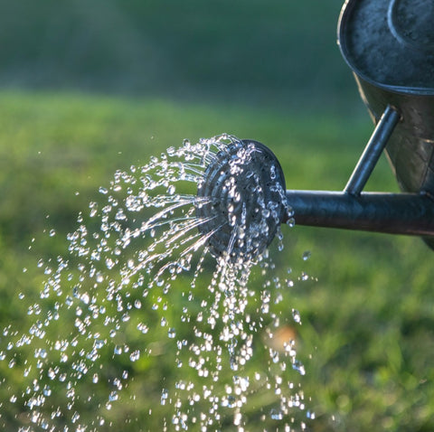 Watering seedlings