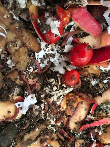 worms and food scraps in a worm farm