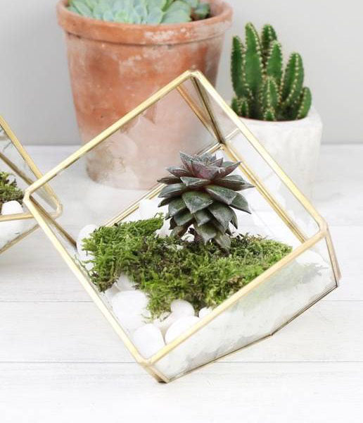 terrarium ring box