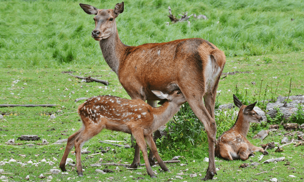 Endanzoo Deer