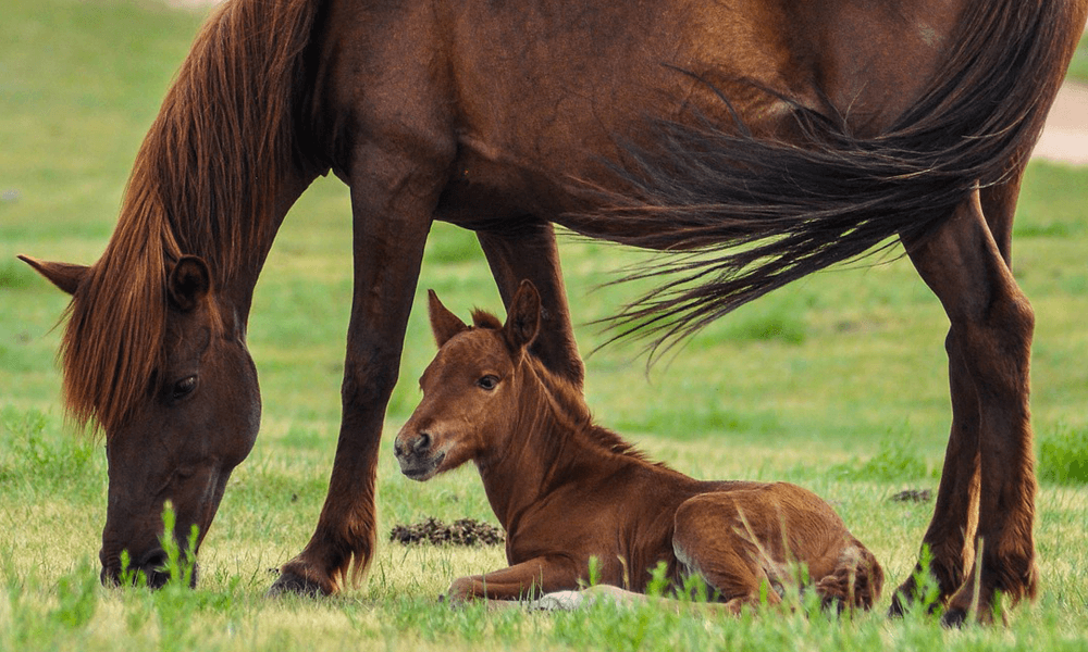 Endanzoo Horse