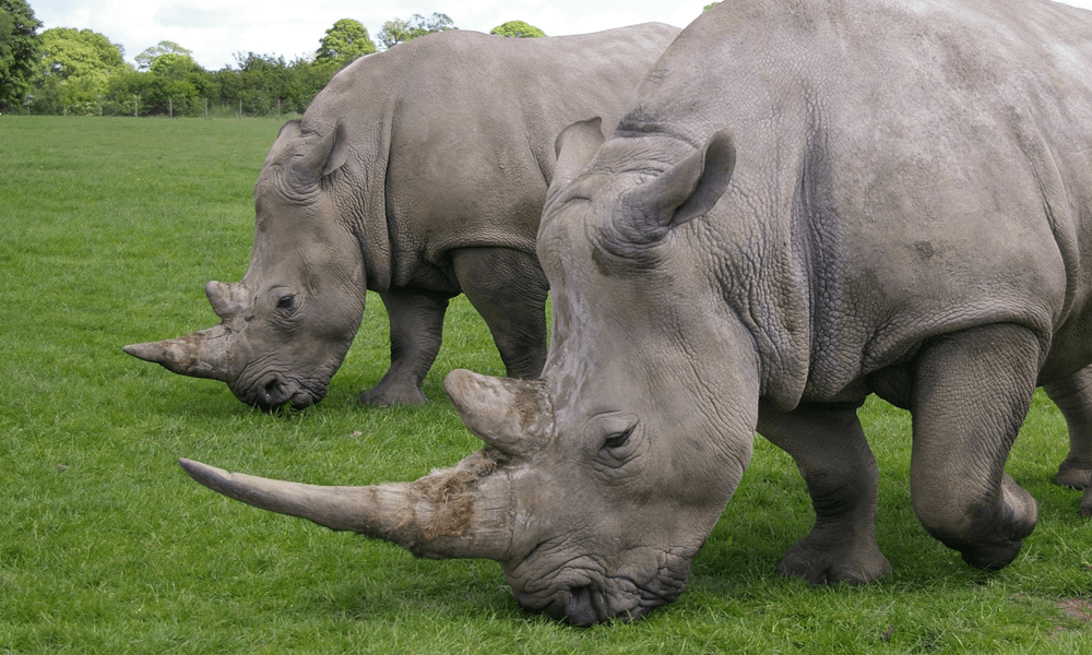 Endanzoo Rhino