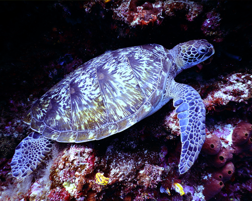 Hawksbill turtle