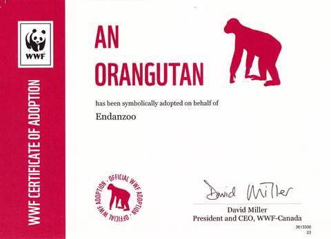 Orangutan