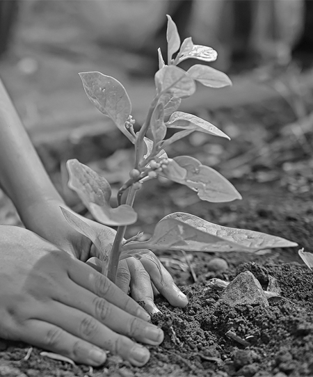 Planting