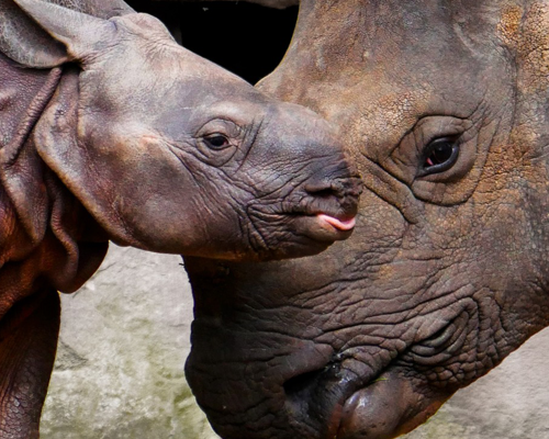 Sumatran Rhino