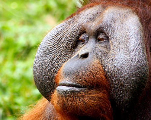 Tapanuli Orangutan