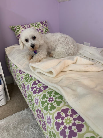 Riley on her dog bed