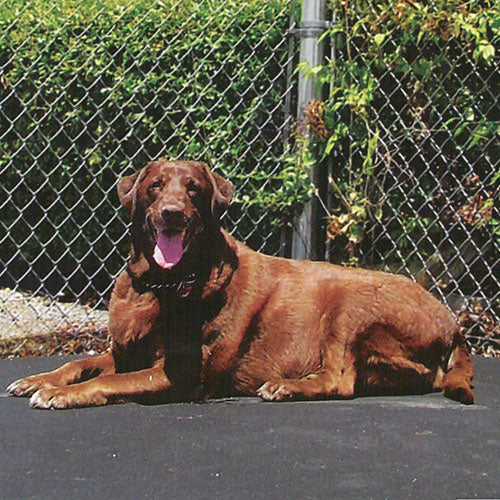 Dog on Mat