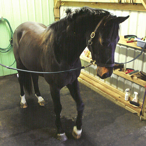 horse on a rubber mat