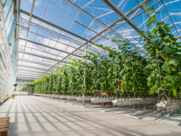 Inside a Greenhouse