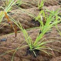 Coir Matting