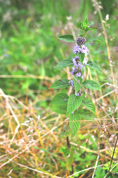 Wild mint on the Stikine River