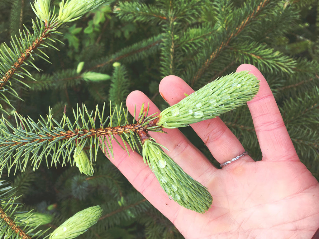 Harvesting spruce tips in Alaska