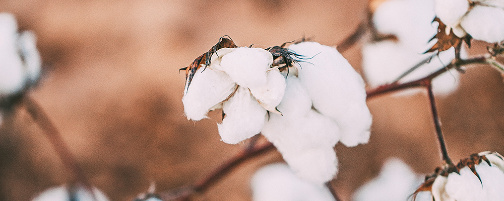 Red Land Cotton Field