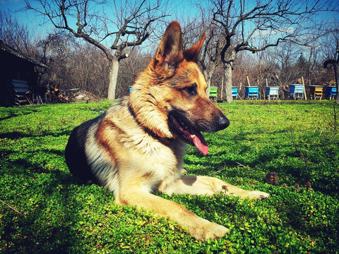 German Shepherd Puppies