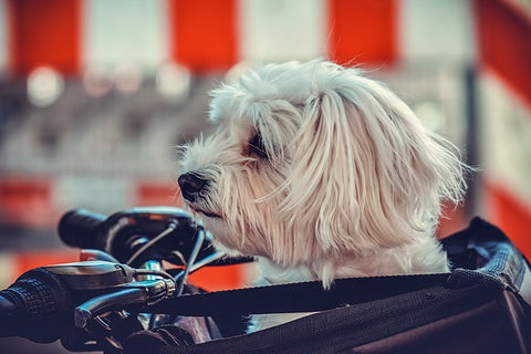 Maltese Dog In A Bike Basket