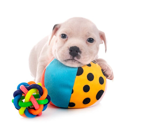 Toys for Pitbull