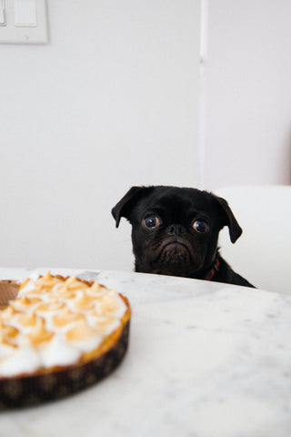 Hungry pug