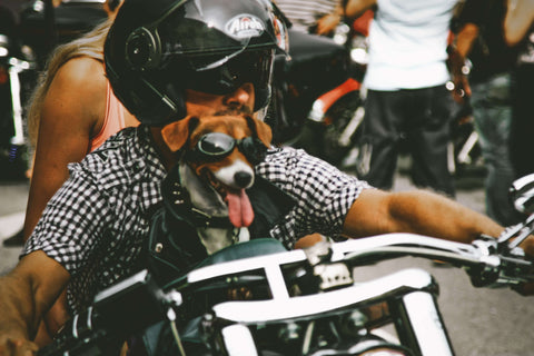 Motorcycle Dog Carrier