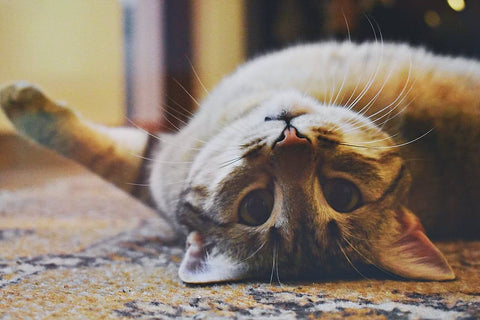 Tabby Cat Rolling On Its Back On A Rug