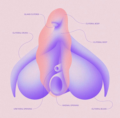 Clitoris Diagram Illustration by Sophi Gullbrants for Dame Products.