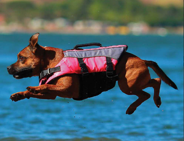 Dog jumping in water with lifejacket on