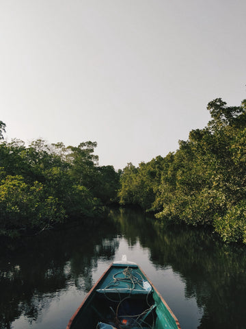 Mangroves