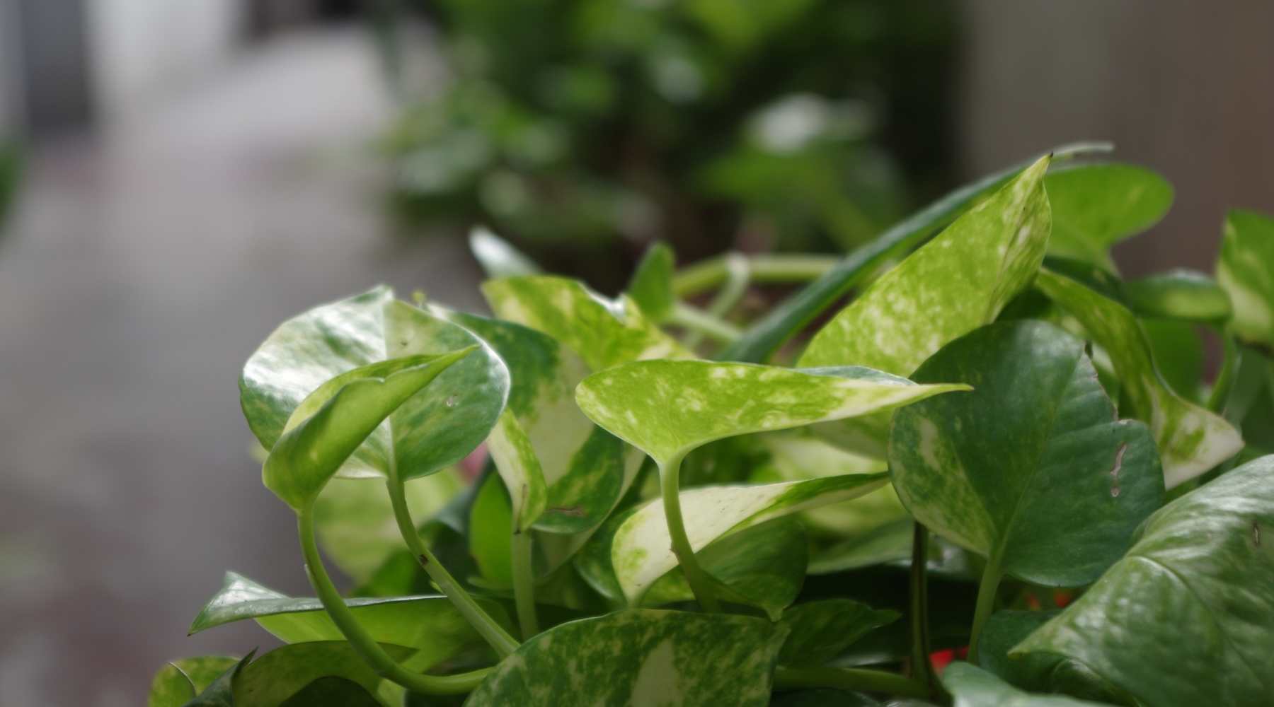 10 Advantages of Having a Money Plant